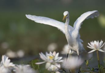  Egret in water lily pond