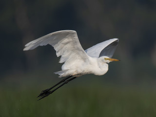  Great Egret flying