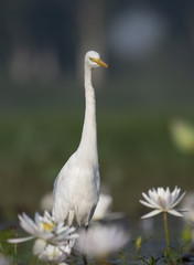  Egret in water lily pond
