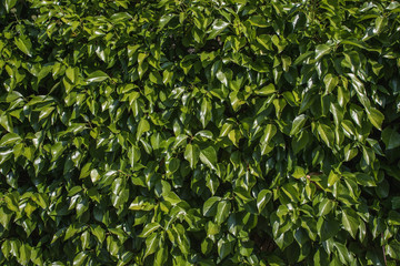 texture of leaves of a lined wall
