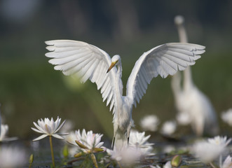  Egret in water lily pond