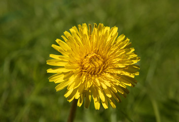 SINGLE YELLOW DANDELION FLOWER IN GREEN GRASS