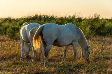 Impressionen aus der Camargue - Die weißen Pferde im Morgenlicht 