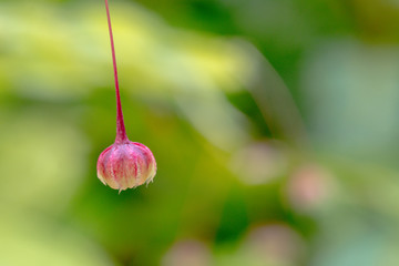 Phyllanthus pulcher Wall (Tropical leaf-flower / Rhyme) the small red herbal color flower background.
