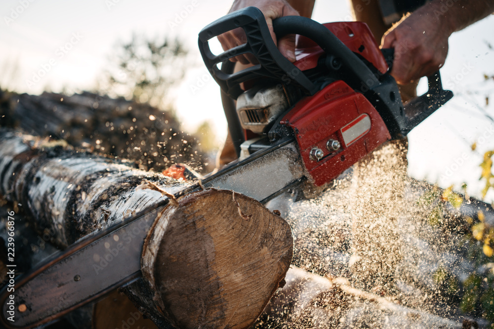 Wall mural Close up view on strong lumberjack sawing tree with chainsaw for work on sawmill. Sawdust fly apart