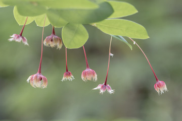 Phyllanthus pulcher Wall (Tropical leaf-flower / Rhyme) the small red herbal color flower background.