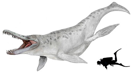 クロノサウルス。プリオサウルス科の海生爬虫類。白亜紀初期の南米、オーストラリアの海域で食物連鎖の頂点にいた。この種は首が短く、頭が大きい。海のティラノサウルスと呼ばれるが噛む力はティラノサウルスよりはるかに強かった。オリジナル・イラスト画像。自作の潜水者のシルエットを比較ゲージに添付している。