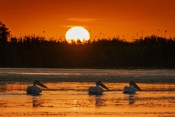 Pelicans in sunset light - Danube Delta (Romania).