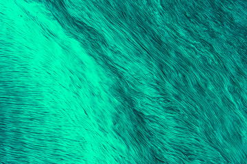 Green algae on the water - beautiful blurred background