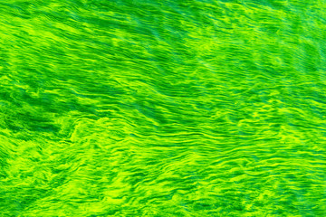 Green algae on the water - beautiful blurred background