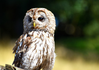 Portrait of a wonderful brown Owl sitting on a tree bark
