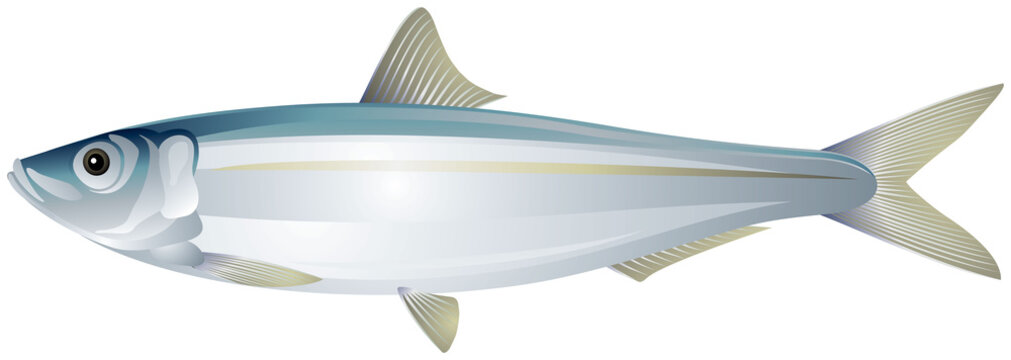 Sardine, European pilchard, small herring fish realistic vector illustration