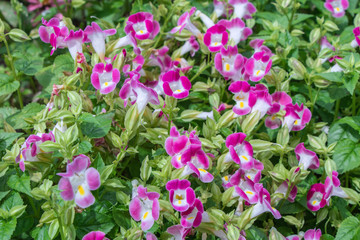 Obraz na płótnie Canvas Close up pink Torenia fournieri flower or wishbone flower blurred background.