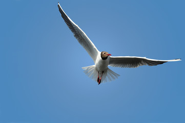 Seagull in flight, blue sky in the background