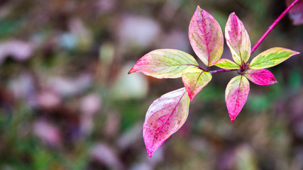 Season of beautiful autumn leaves