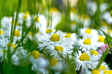 Chamomile flower on green field