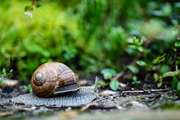 snail in the garden