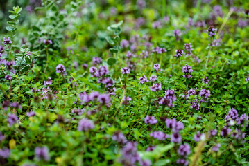 blooming thyme closeup