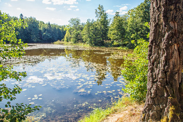 lake in the forest on summer day