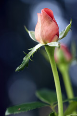 Fototapeta premium closeup of a single pink rose blossomed in the garden