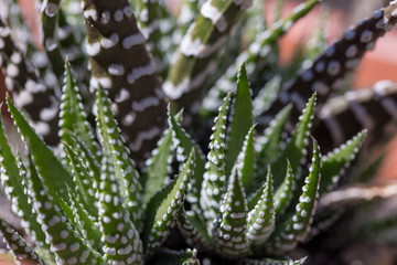 background with succulent macro photos