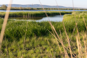 Stubble fields in Evros Delta, Greece