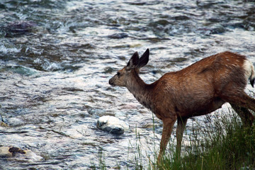 Deer on a river