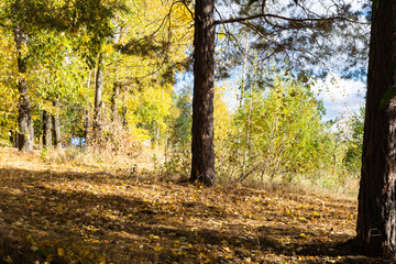 Autumn forest on a Sunny day.Leaf fall in a mixed forest.