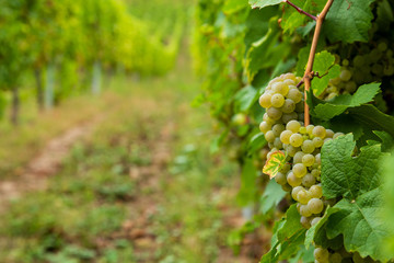 Weintrauben in den Weinbergen , Mosel