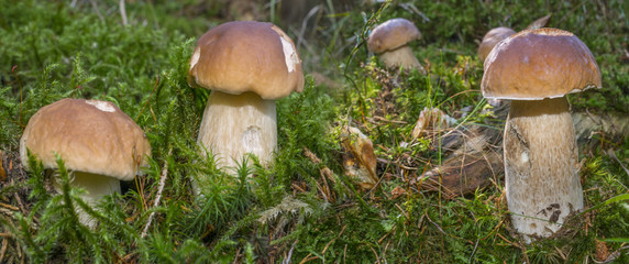 mushrooms - Boletus edulis in a forest close up