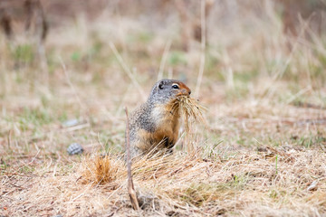 Naklejka na ściany i meble Columbian Ground Squirrel carrying grass in its mouth facing right