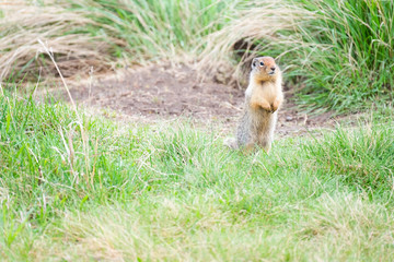 Columbian Ground Squirrel standing on green grass looking suprised