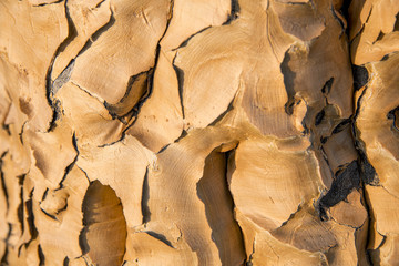 Quiver tree trunk
