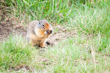 Columbian Ground Squirrel munched food