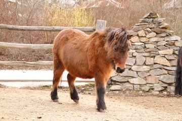 Brown shetland pony