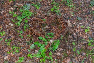 Herzförmiger Weidenkranz auf einem Waldboden eines Friedwaldes