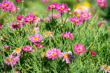 Aster perennial flowers in the garden