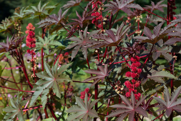 Flower Ricinus communis in garden