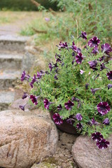 Petunien blühen im Steingarten