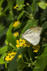 kelebek vadisinden seçmeler