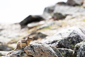Chipmunk on Whistlers Peak near Jasper, Alberta, Canada