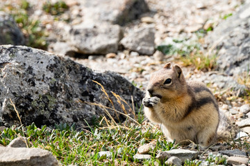 Chipmunk holding food on Whistlers Peak near Jasper, Alberta, Canada