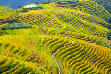 Longji Rice Terraces