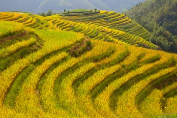 Fototapete Longji Rice Terraces © swisshippo