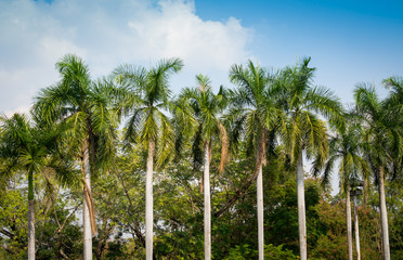 Fototapeta premium Toddy or Sugar palm (Borassus flabellifer) with blue sky