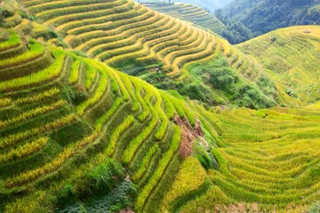 Deurstickers Longji Rice Terraces © swisshippo