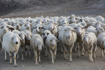 flock of sheep