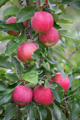 Apple garden
