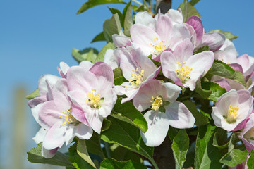 Apple garden