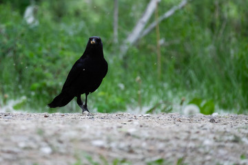 American crow carrying a flower in its beak, walking on path with green background